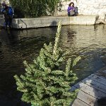 Christbaumversenken_2019_19