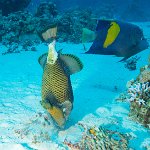 Egypt_2019_061